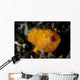 Juvenile Hairy Frogfish Lembeh Wall Decal Design 2