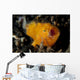 Juvenile Hairy Frogfish Lembeh Wall Decal Design 2
