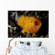 Juvenile Hairy Frogfish Lembeh Wall Decal Design 2