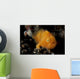Juvenile Hairy Frogfish Lembeh Wall Decal Design 1