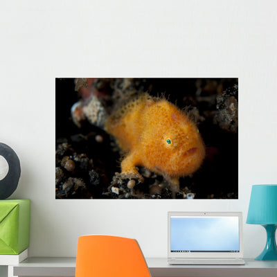 Juvenile Hairy Frogfish Lembeh Wall Decal Design 1 shown on a wall