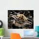 Facial Predatory Bobbit Worm Wall Decal