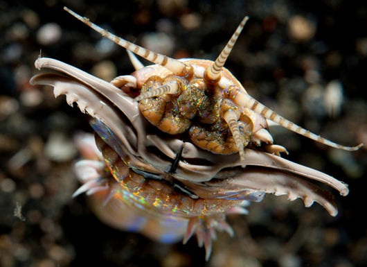 Facial Predatory Bobbit Worm Wall Decal