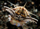 Facial Predatory Bobbit Worm Wall Decal