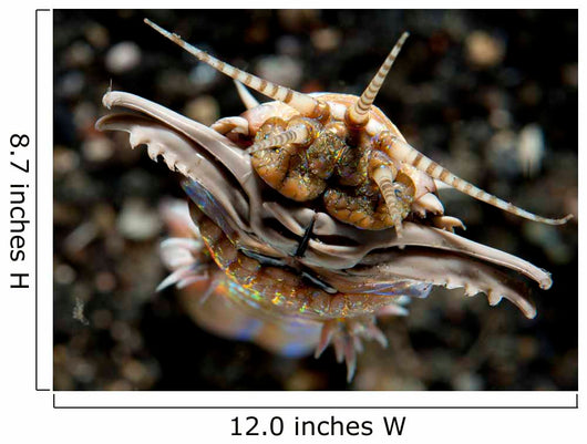 Facial Predatory Bobbit Worm Wall Decal