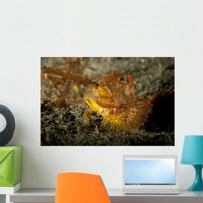 Ambon Scorpionfish Lembeh Strait Wall Decal Design 2 shown on a wall