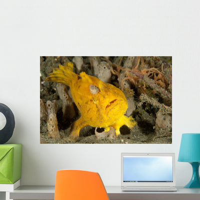 Frogfish with Large Lure Wall Decal Design 3 shown on a wall