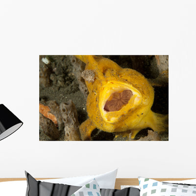 Frogfish with Large Lure Wall Decal Design 2 shown on a wall