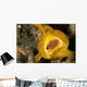 Frogfish with Large Lure Wall Decal Design 2