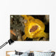 Frogfish with Large Lure Wall Decal Design 2