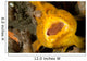 Frogfish with Large Lure Wall Decal Design 2