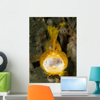 Frogfish with Large Lure Wall Decal Design 1 shown on a wall