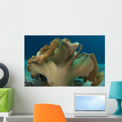 Ornate Ghost Pipefish with Wall Decal shown on a wall
