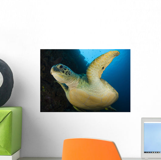 Large Green Turtle Swims Wall Decal