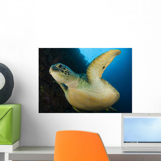 Large Green Turtle Swims Wall Decal