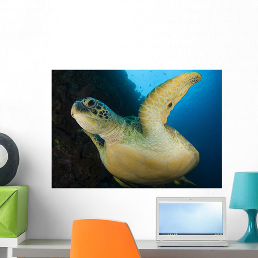 Large Green Turtle Swims Wall Decal