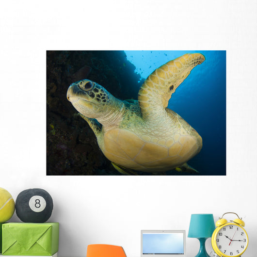 Large Green Turtle Swims Wall Decal