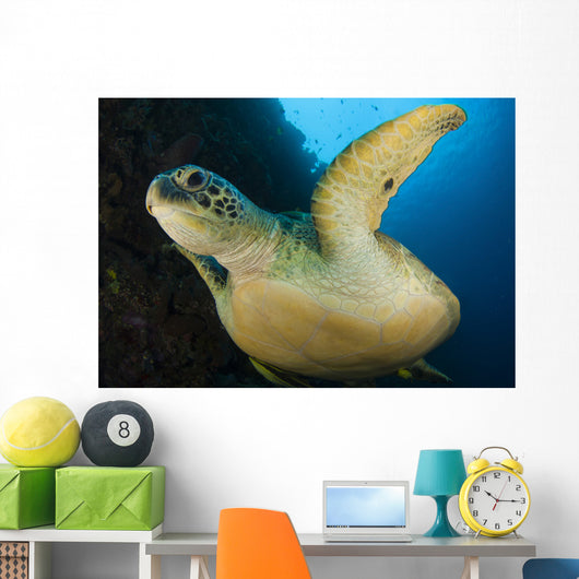 Large Green Turtle Swims Wall Decal