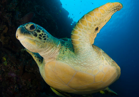 Large Green Turtle Swims Wall Decal