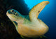 Large Green Turtle Swims Wall Decal