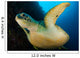 Large Green Turtle Swims Wall Decal