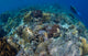 Reef Top Seascape Bunaken Wall Decal