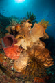 Crinoids Adorn Large Sponges Wall Decal