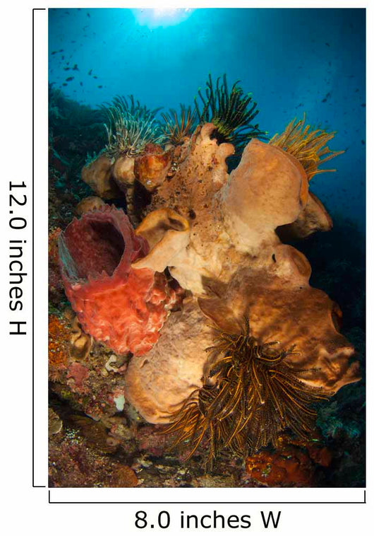 Crinoids Adorn Large Sponges Wall Decal