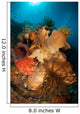 Crinoids Adorn Large Sponges Wall Decal