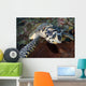Close-up Head Hawksbill Sea Wall Decal Design 2