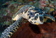 Close-up Head Hawksbill Sea Wall Decal Design 2