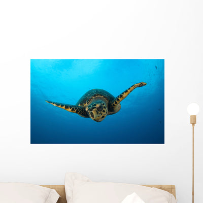 Close-up Head Hawksbill Sea Wall Decal Design 1 shown on a wall