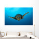 Close-up Head Hawksbill Sea Wall Decal Design 1
