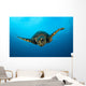 Close-up Head Hawksbill Sea Wall Decal Design 1