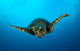 Close-up Head Hawksbill Sea Wall Decal Design 1