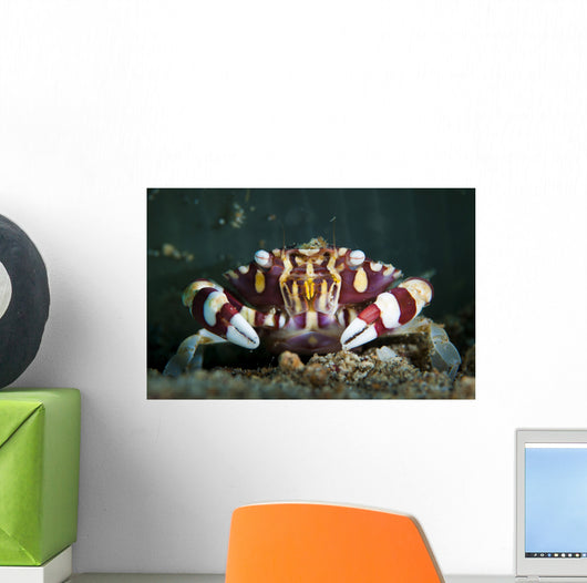 Harlequin Swimming Crab Sulawesi Wall Decal