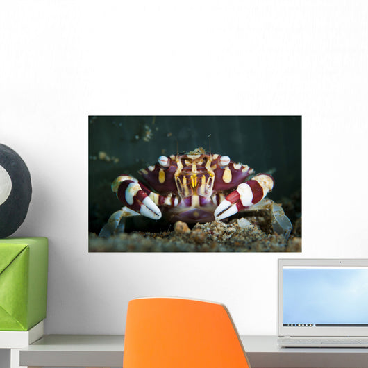 Harlequin Swimming Crab Sulawesi Wall Decal