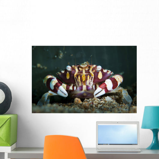 Harlequin Swimming Crab Sulawesi Wall Decal