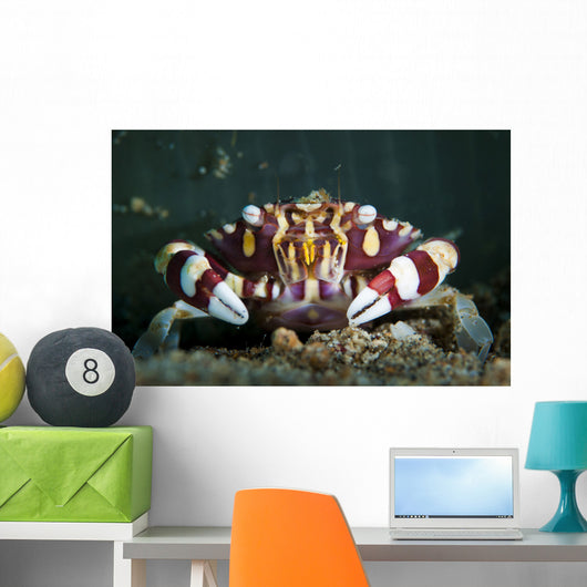 Harlequin Swimming Crab Sulawesi Wall Decal