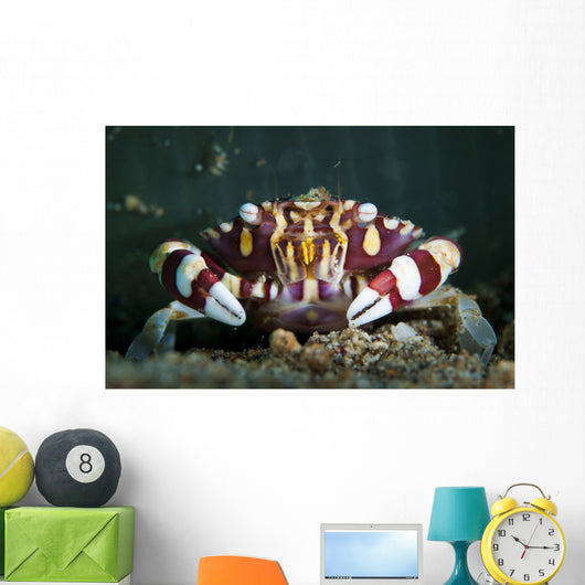 Harlequin Swimming Crab Sulawesi Wall Decal