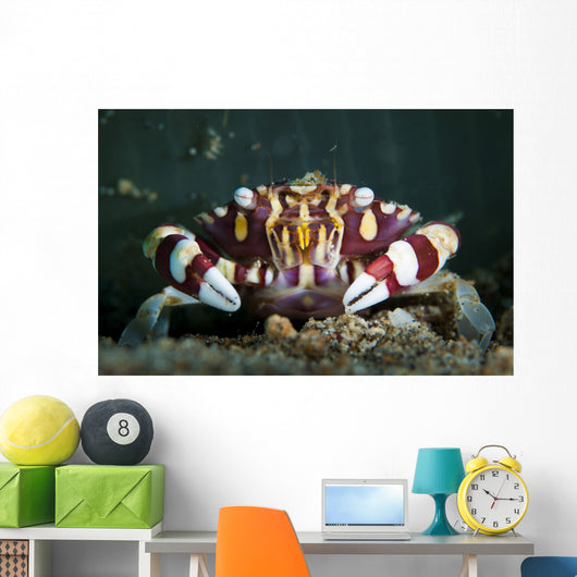 Harlequin Swimming Crab Sulawesi Wall Decal