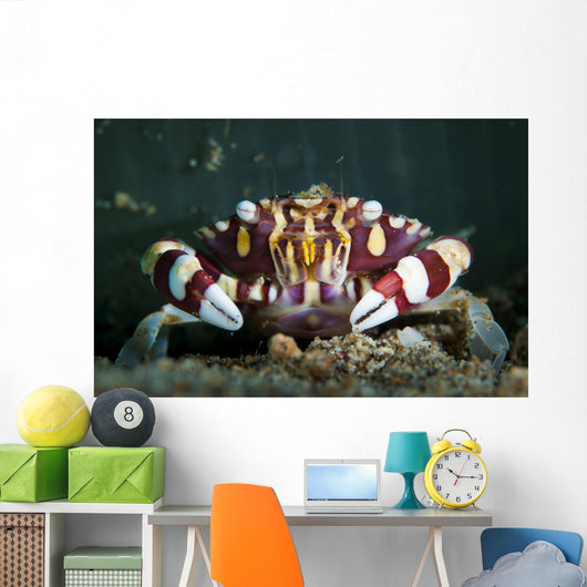 Harlequin Swimming Crab Sulawesi Wall Decal