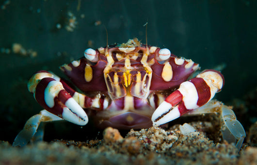 Harlequin Swimming Crab Sulawesi Wall Decal