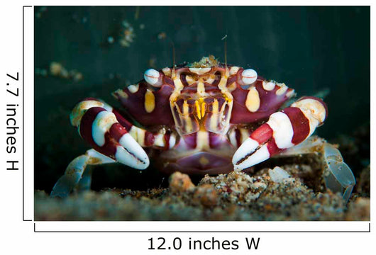 Harlequin Swimming Crab Sulawesi Wall Decal