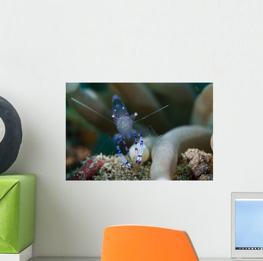 Sarasvati Anemone Shrimp Sulawesi Wall Decal