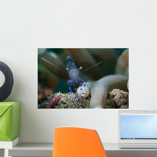 Sarasvati Anemone Shrimp Sulawesi Wall Decal