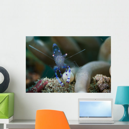 Sarasvati Anemone Shrimp Sulawesi Wall Decal