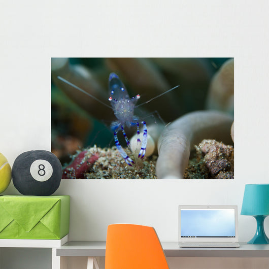 Sarasvati Anemone Shrimp Sulawesi Wall Decal