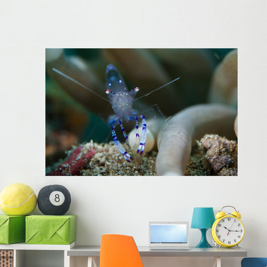 Sarasvati Anemone Shrimp Sulawesi Wall Decal