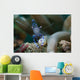 Sarasvati Anemone Shrimp Sulawesi Wall Decal
